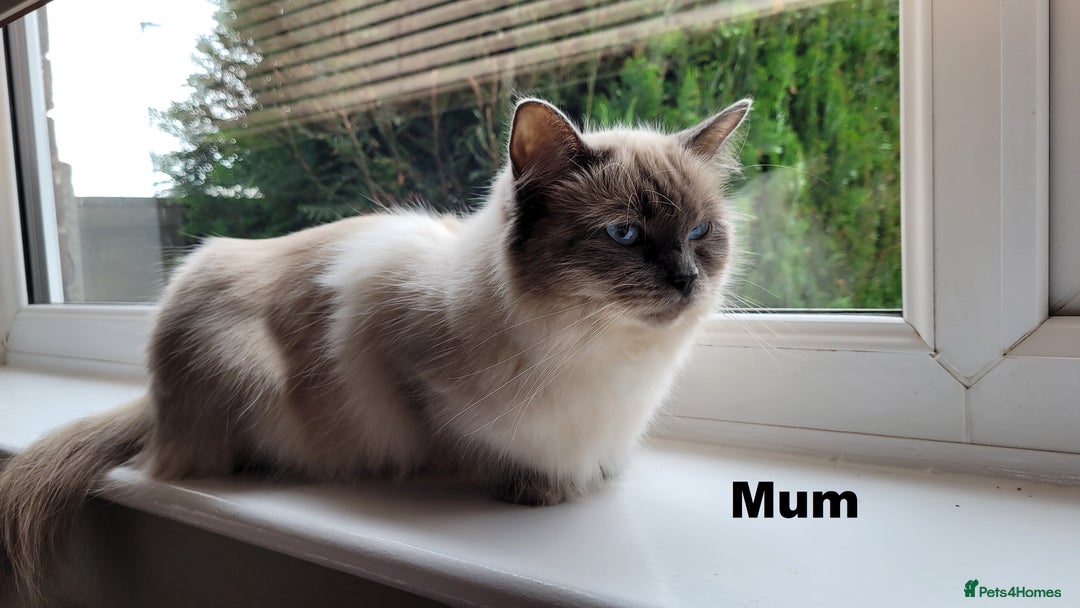 Ragdoll cats for sale: 🐾😺 3 Fluffy Ragdoll Kittens Waiting for You ♥♥♥ - Image 24