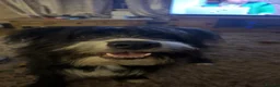 Mixed Breed dogs for sale: Lucifer  - Advert 6