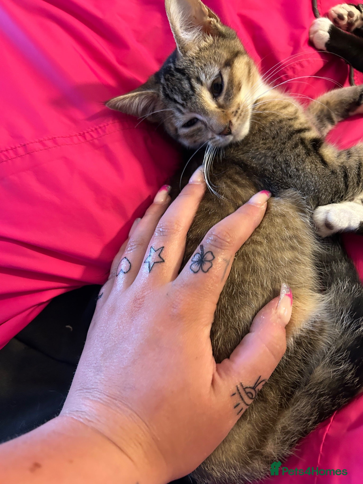Mixed Breed cats 🚨KITTENS URGENTLY NEEDING HOMES!!!🚨REDUCED - Advert 2