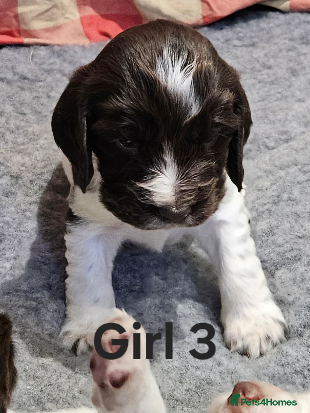 Cocker Spaniel dogs for sale: Gorgeous Show type Cocker Spaniel puppies - Advert 12