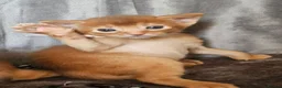 Abyssinian cats for sale: Abyssinian kittens for sale - Advert 13