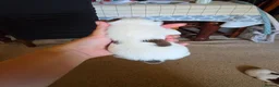 Jack Russell dogs for sale: Tri coloured Jack Russel puppies - Advert 6