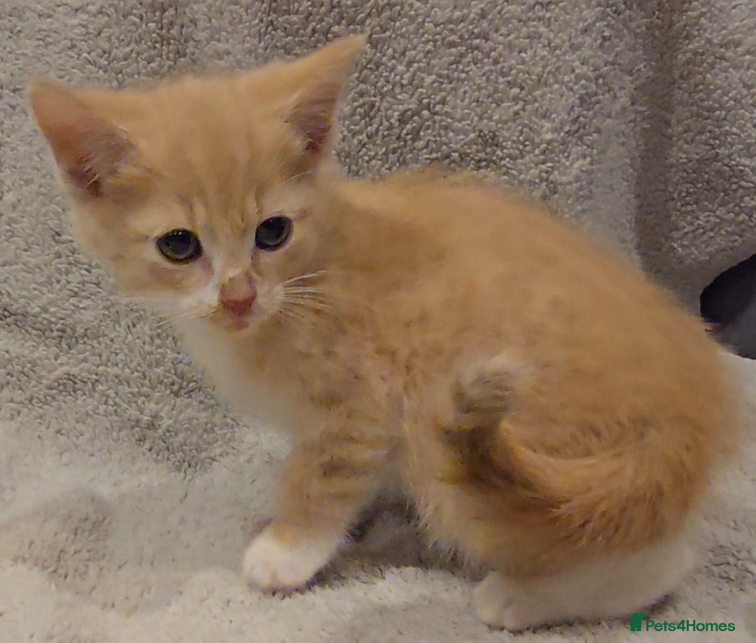 Mixed Breed cats for sale: 🐾 Gorgeous Fluffy Kittens for Loving Homes 🐾 - Image 7