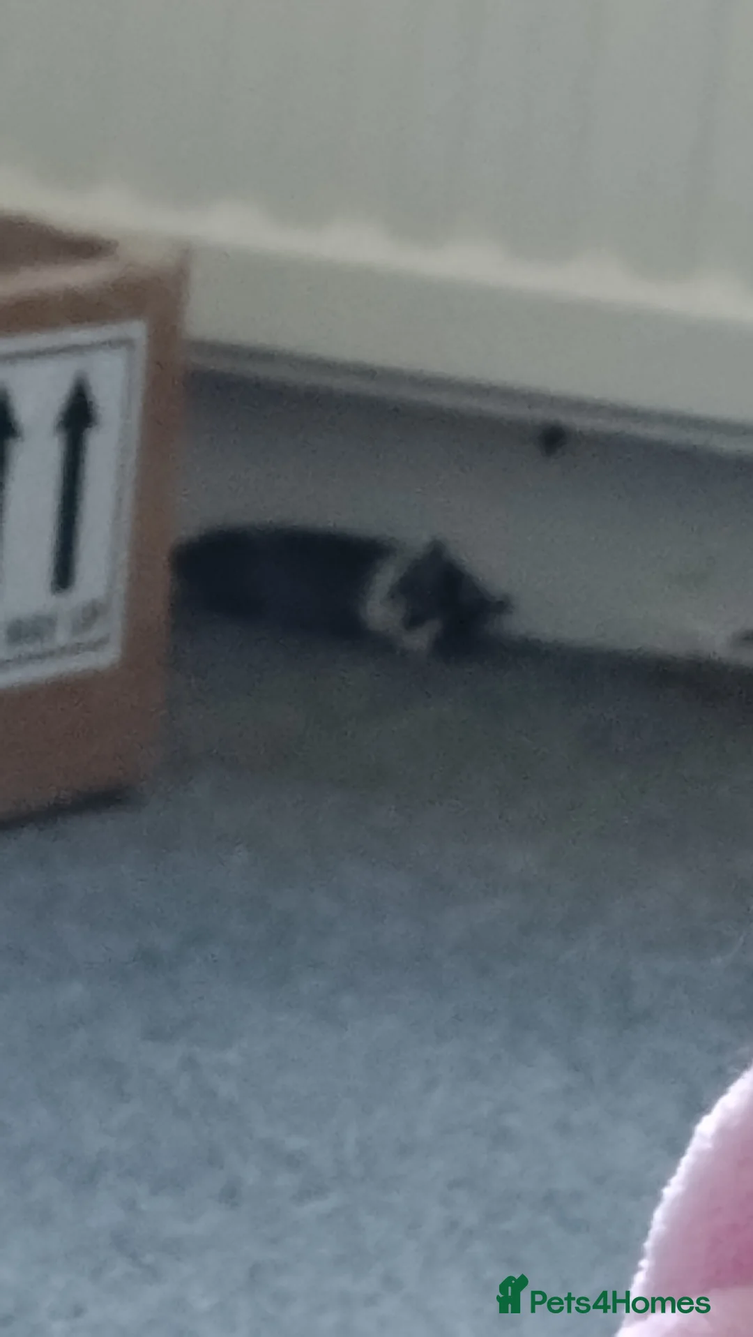 Gerbil rodents for sale: 2 male gerbils looking for new home in Great Yarmouth - Advert 4