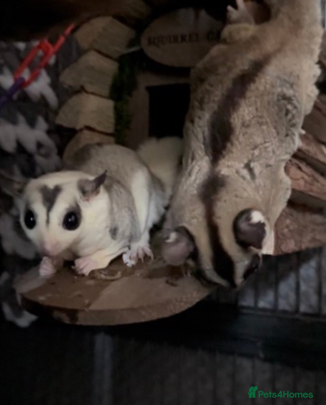 Sugar Glider rodents for sale: Two Female Sugar Gliders with Full Setup - Image 4