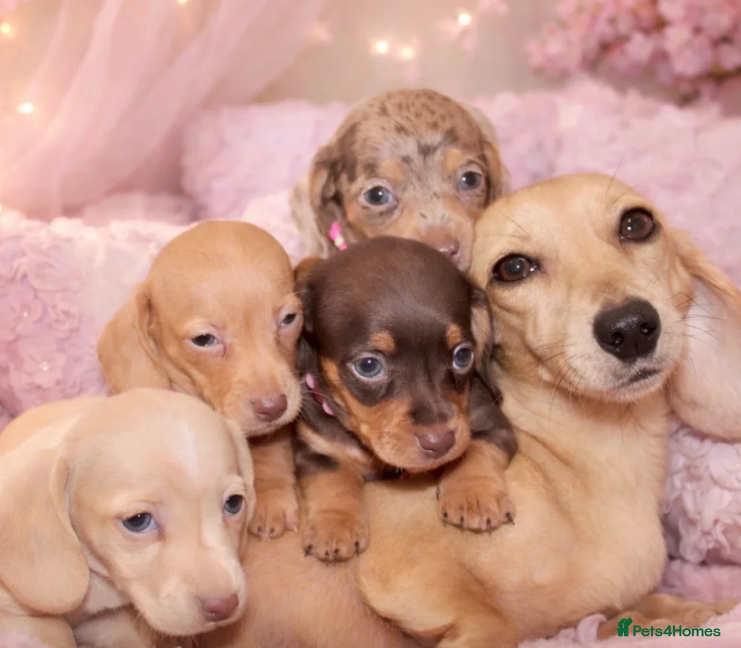 Miniature Dachshund dogs for sale: 🩷✨ extra small Dachshund pups KC kanninchen 🩷✨  - Advert 1