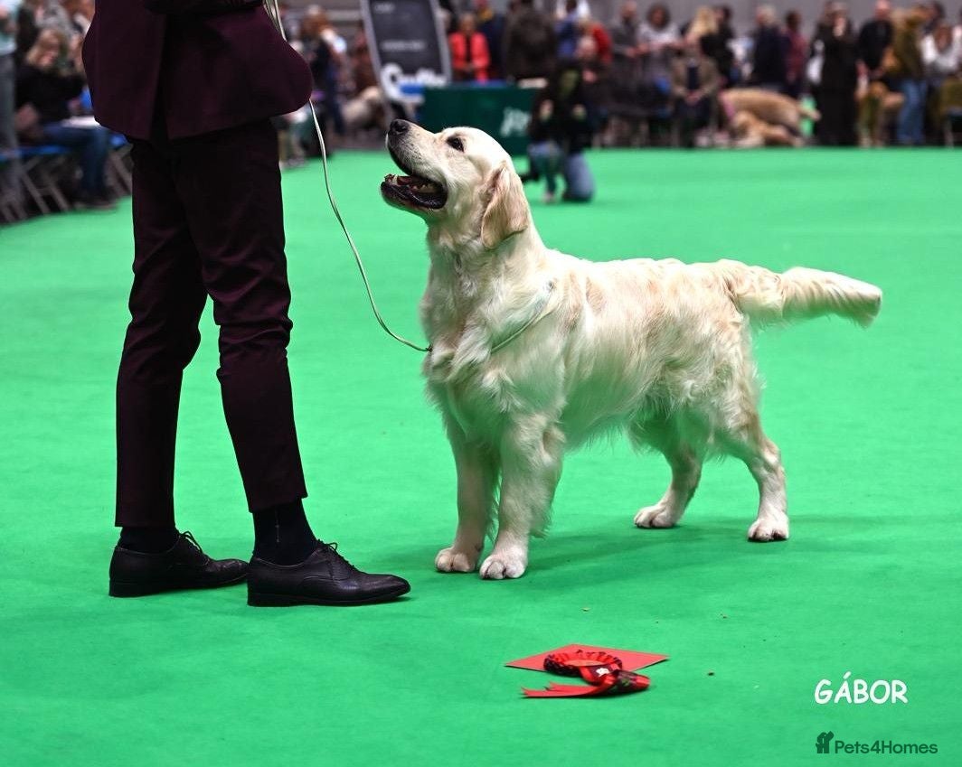 Golden Retriever dogs KC Registered Fully Health Tested - Advert 1