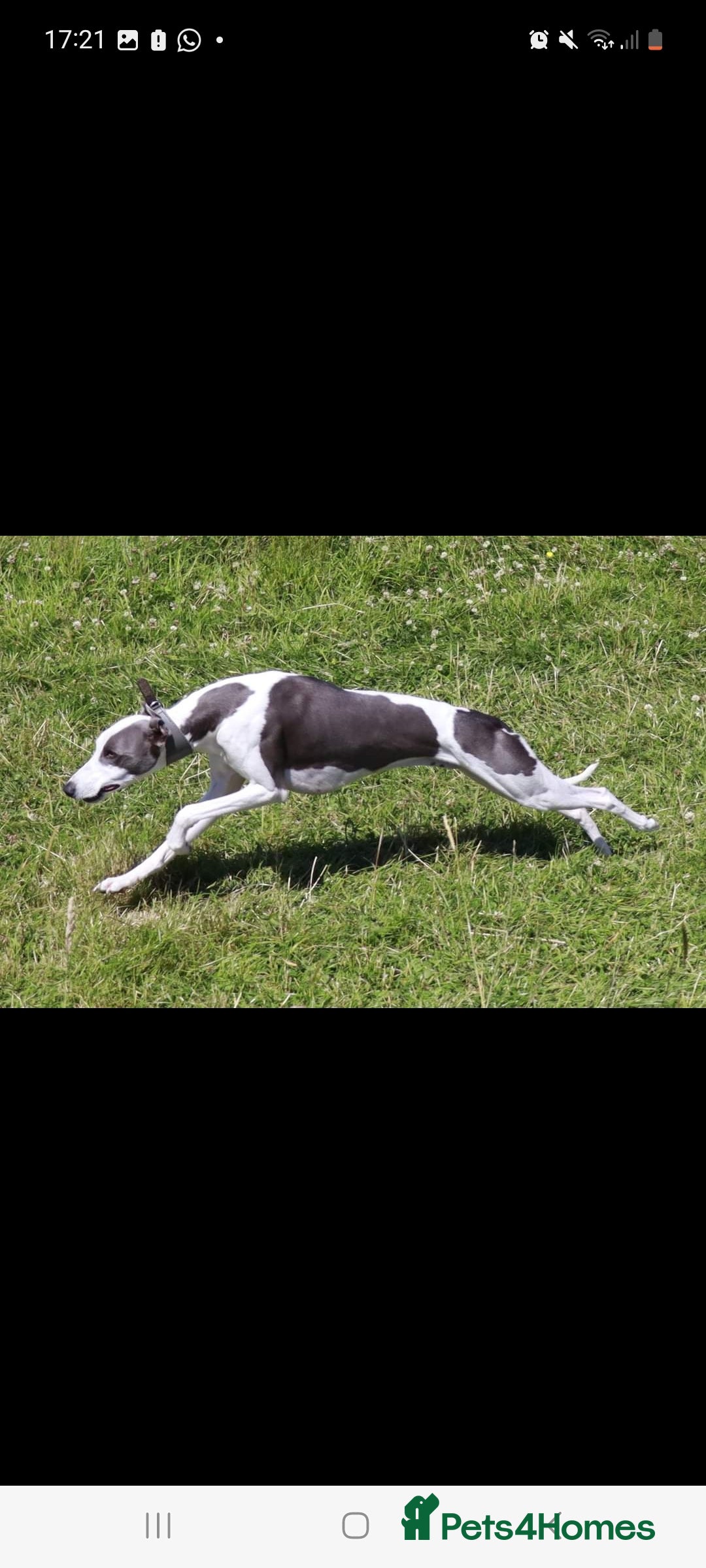 Whippet dogs Buster  in Workington - Advert 5