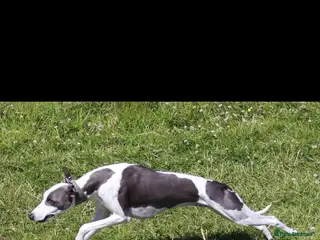 Whippet dogs Buster in Workington - Advert 5