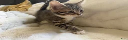 Mixed Breed cats for sale: 2 tabby female mixed kittens in Lincoln - Advert 2