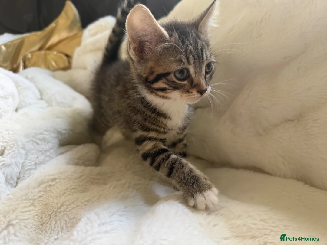 Mixed Breed cats for sale: 2 tabby female mixed kittens in Lincoln - Advert 2