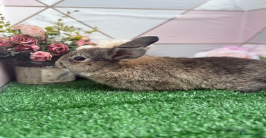 Mini Lop rabbits - Advert 4