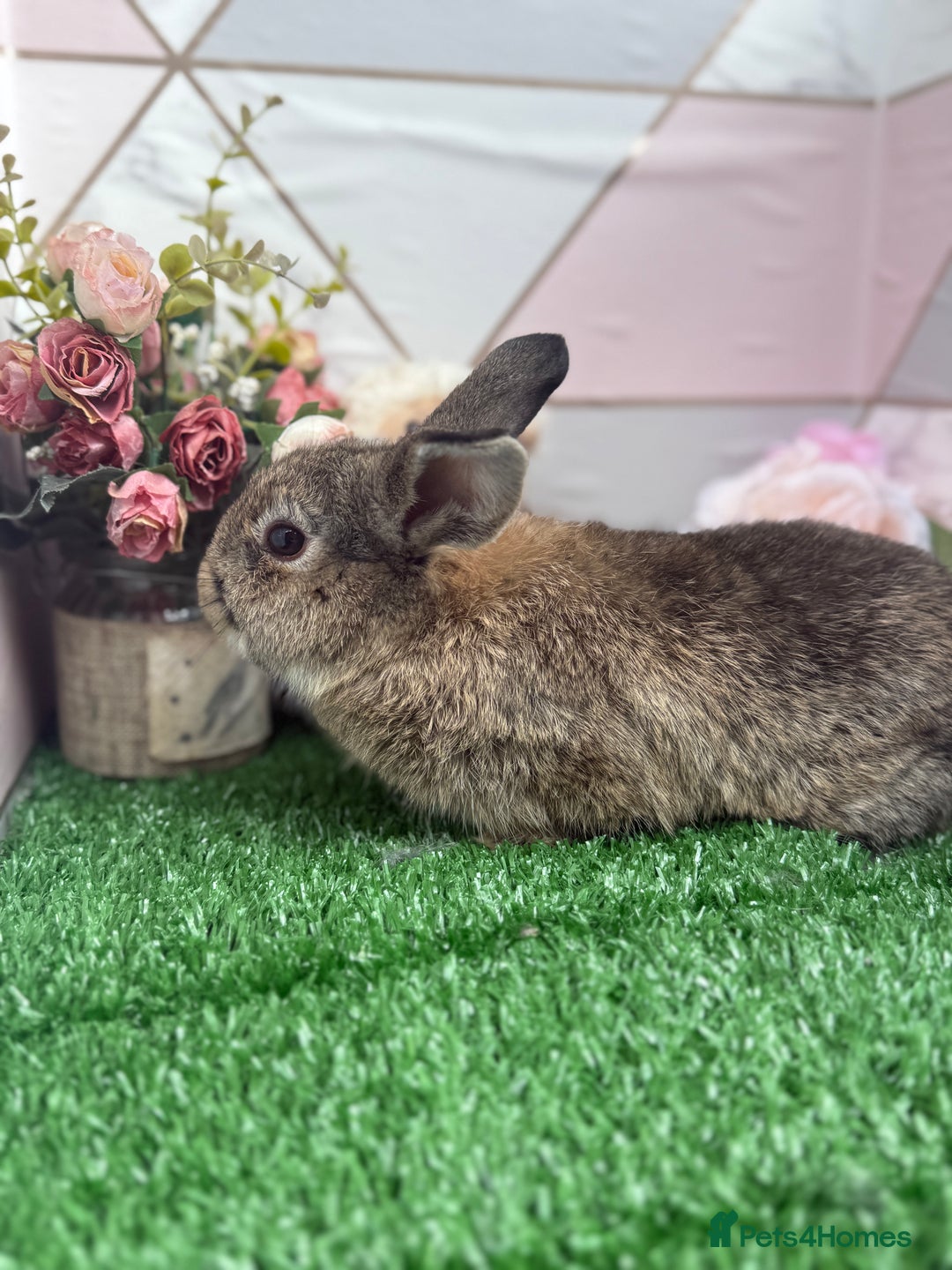 Mini Lop rabbits for sale: 🐰 Mini Lop X Baby Bunnies for Sale! 🐰 - Image 3