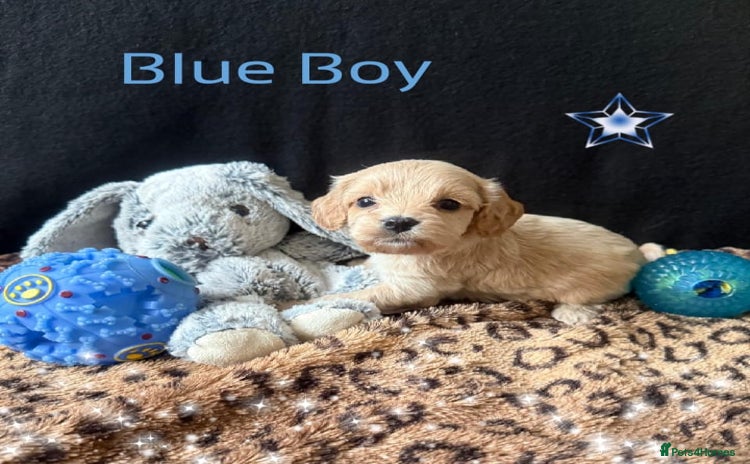 Cavapoo dogs - Advert 1