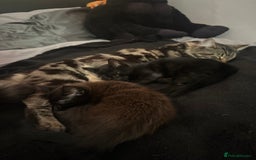Domestic Shorthair cats for sale: 2 beautiful black and brown kittens  - Image 2