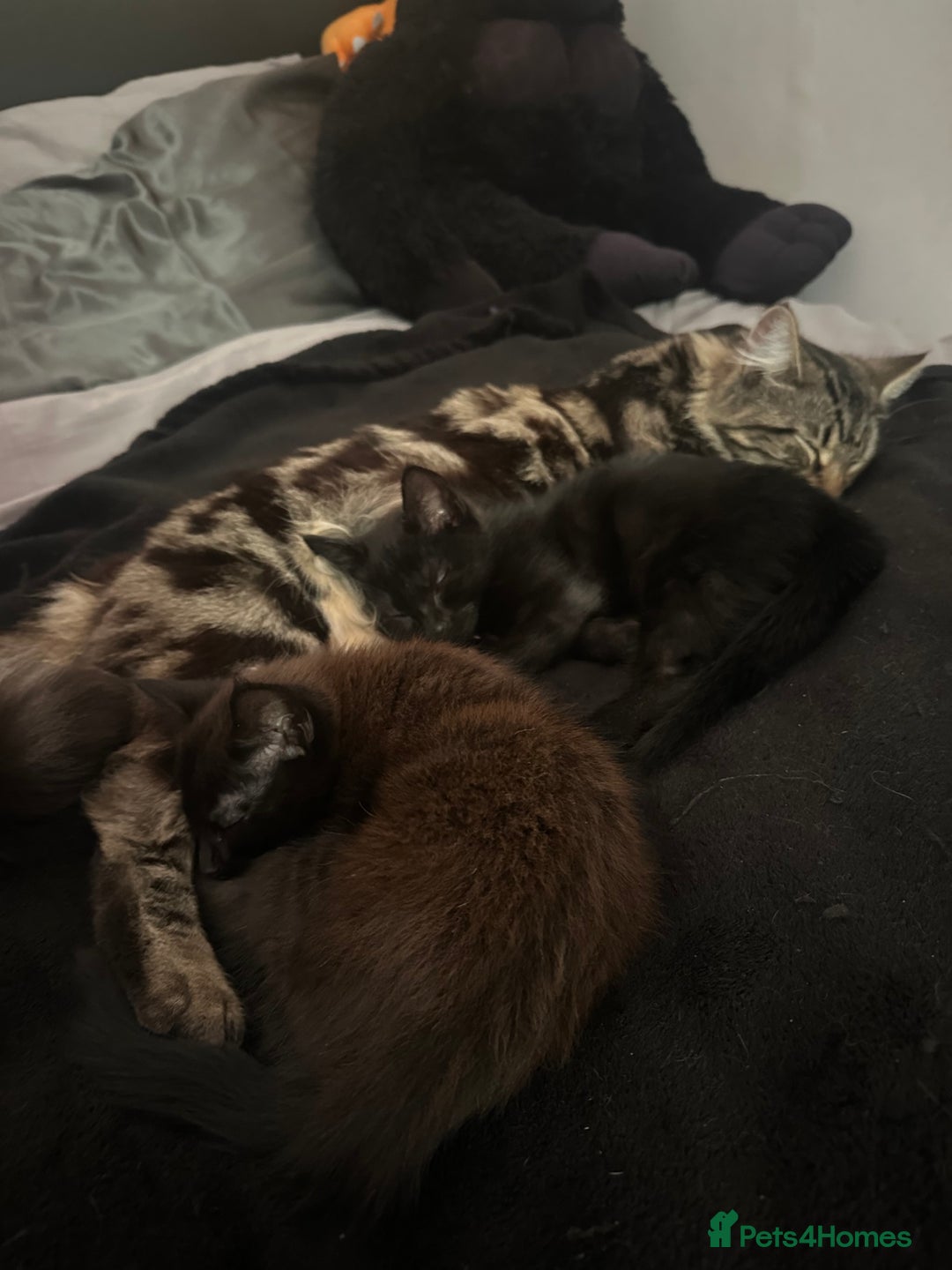 Domestic Shorthair cats for sale: 2 beautiful black and brown kittens  - Image 2