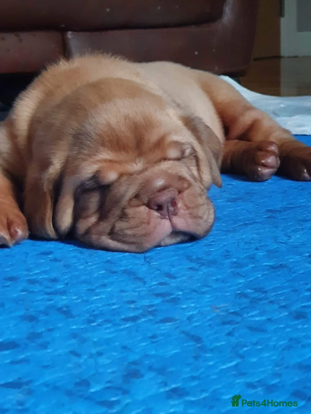 Dogue De Bordeaux dogs for stud: stud available in Carlisle - Advert 10