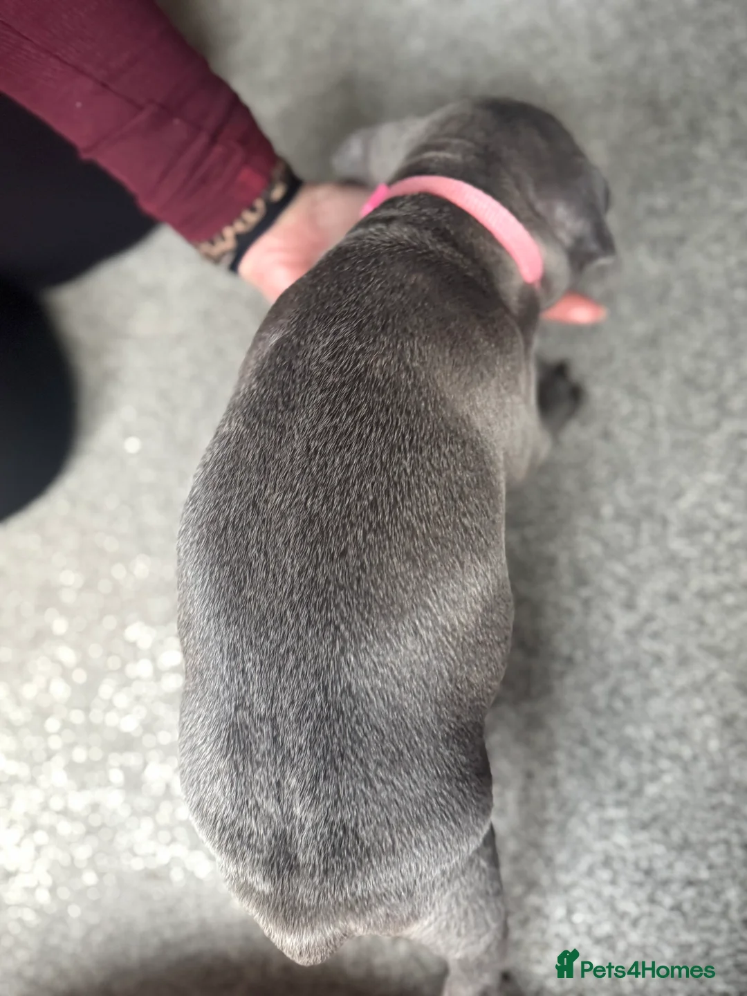 Staffordshire Bull Terrier dogs for sale: Stunning pure blue staffy pups 💙🩷 - Advert 3