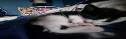 Mixed Breed cats for sale: Kitten in Thornton Heath - Advert 8