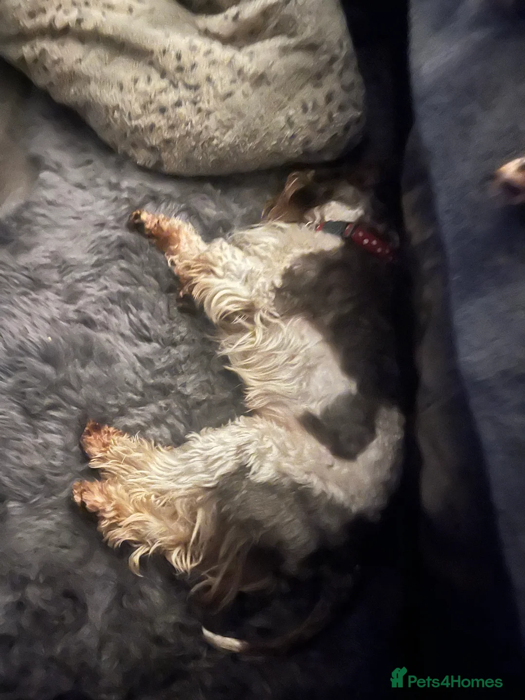 Schnoodle dogs for stud: STUNNING CHOC/WHITE MIN SCHNAUZER AT STUD in Coventry - Advert 22