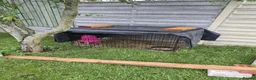 Geese poultry for sale: 3 Beautiful Geese (Embden & French Grey) + Setup in Leicester - Advert 7