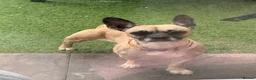 Mixed Breed dogs for sale: Meet cookie - Advert 1