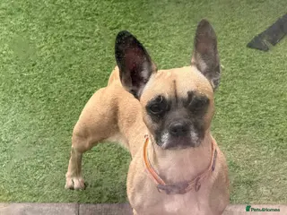 Mixed Breed dogs Urgent home needed to avoid euthanasia! - Advert 4