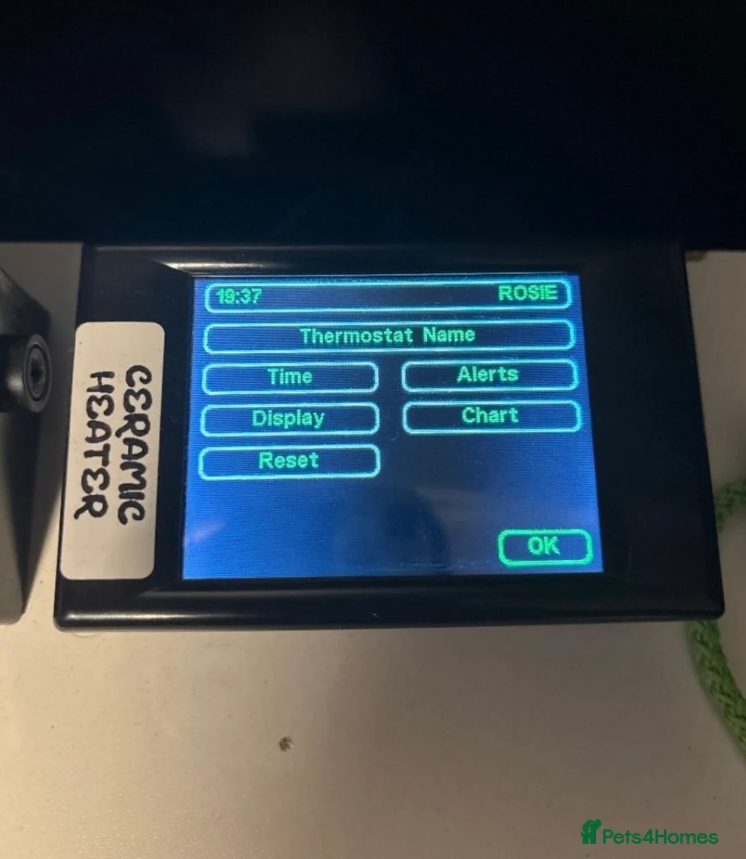 Python Snake reptiles for sale: Adult female may be enchi butter ball python - Advert 15