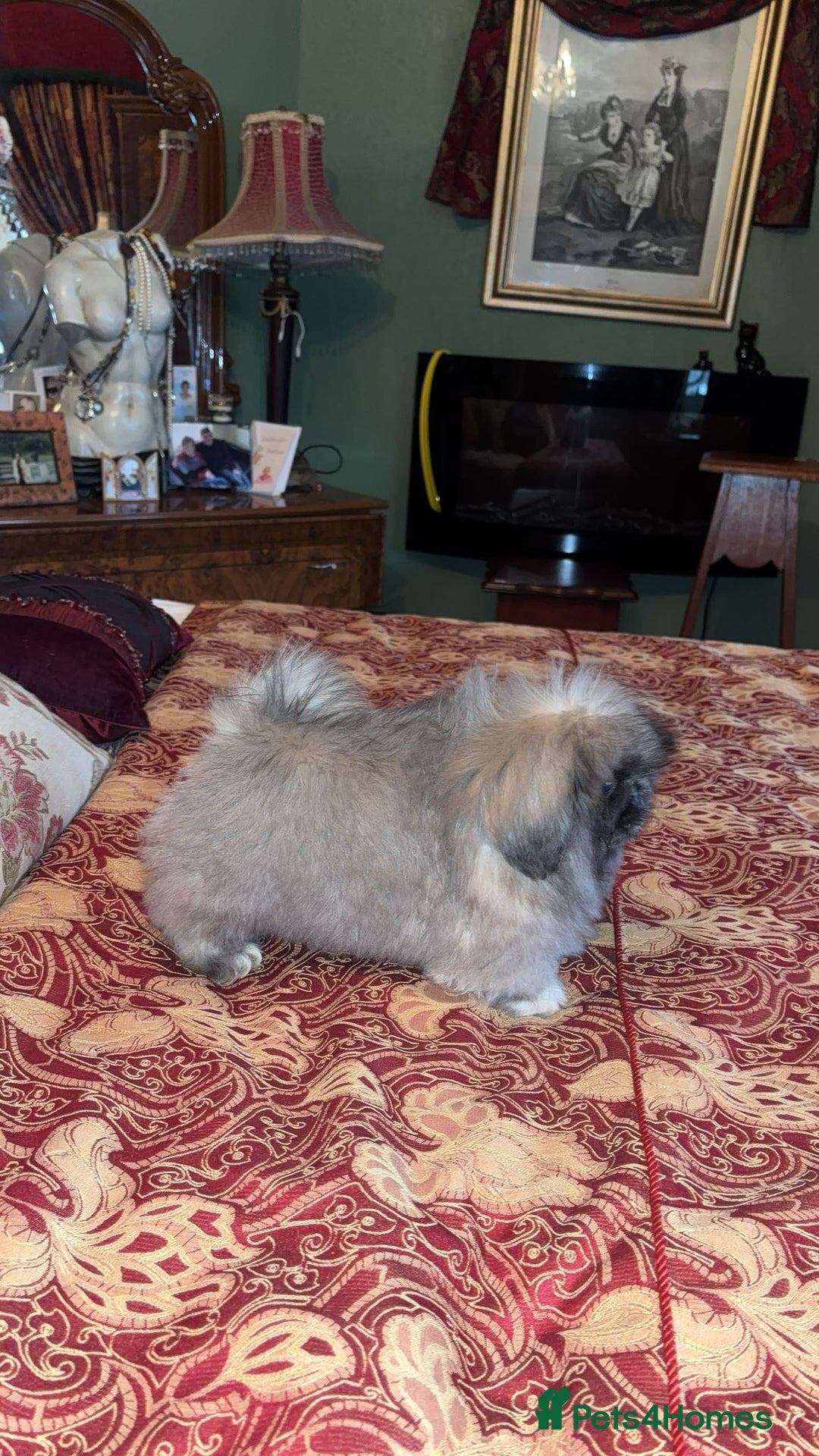 Pekingese dogs for sale: Stunning Pekingese puppies  - Advert 17