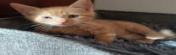 Mixed Breed cats for sale: Lovely Kittens😍😍😍 - Advert 4