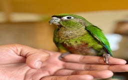 Parrots birds for sale: Adorable Hand-Reared Baby Conures – 10 Weeks Old - Image 8