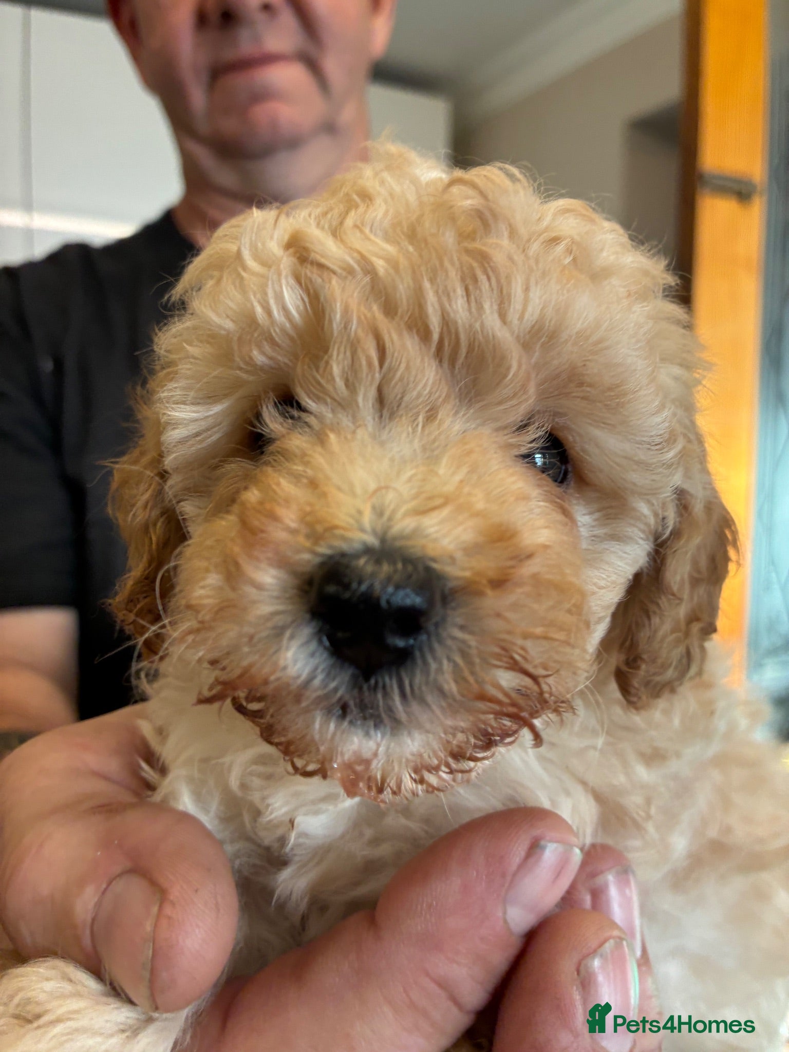 Toy Poodle dogs Stunning Toy Poodle Puppies - Advert 1
