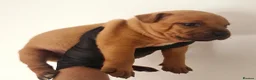 Staffordshire Bull Terrier dogs for sale: Gorgeous Red Staffordshire Bull Terrier Puppies. - Advert 3
