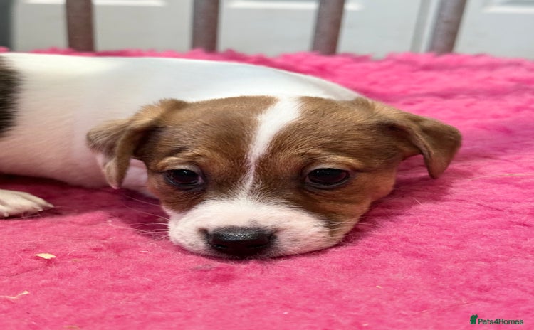 Jack Russell dogs - Advert 1