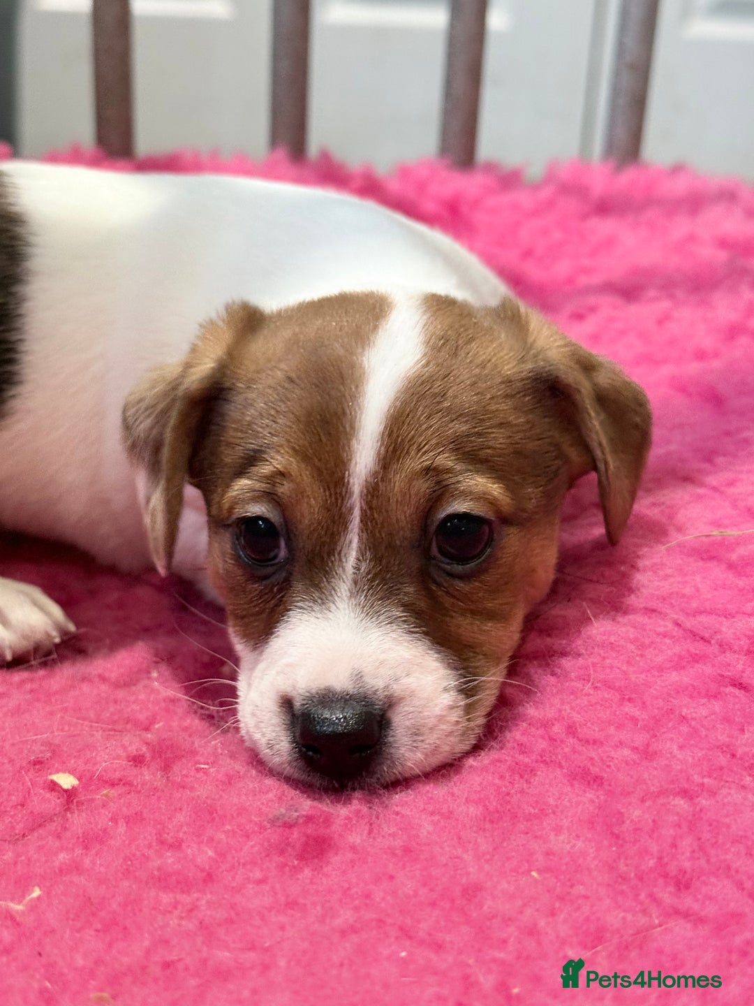 Jack Russell dogs for sale: 1 lovely jack russel girl💕READY TO LEAVE - Image 1
