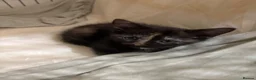 Mixed Breed cats for sale: Kittens for sale  - Advert 14