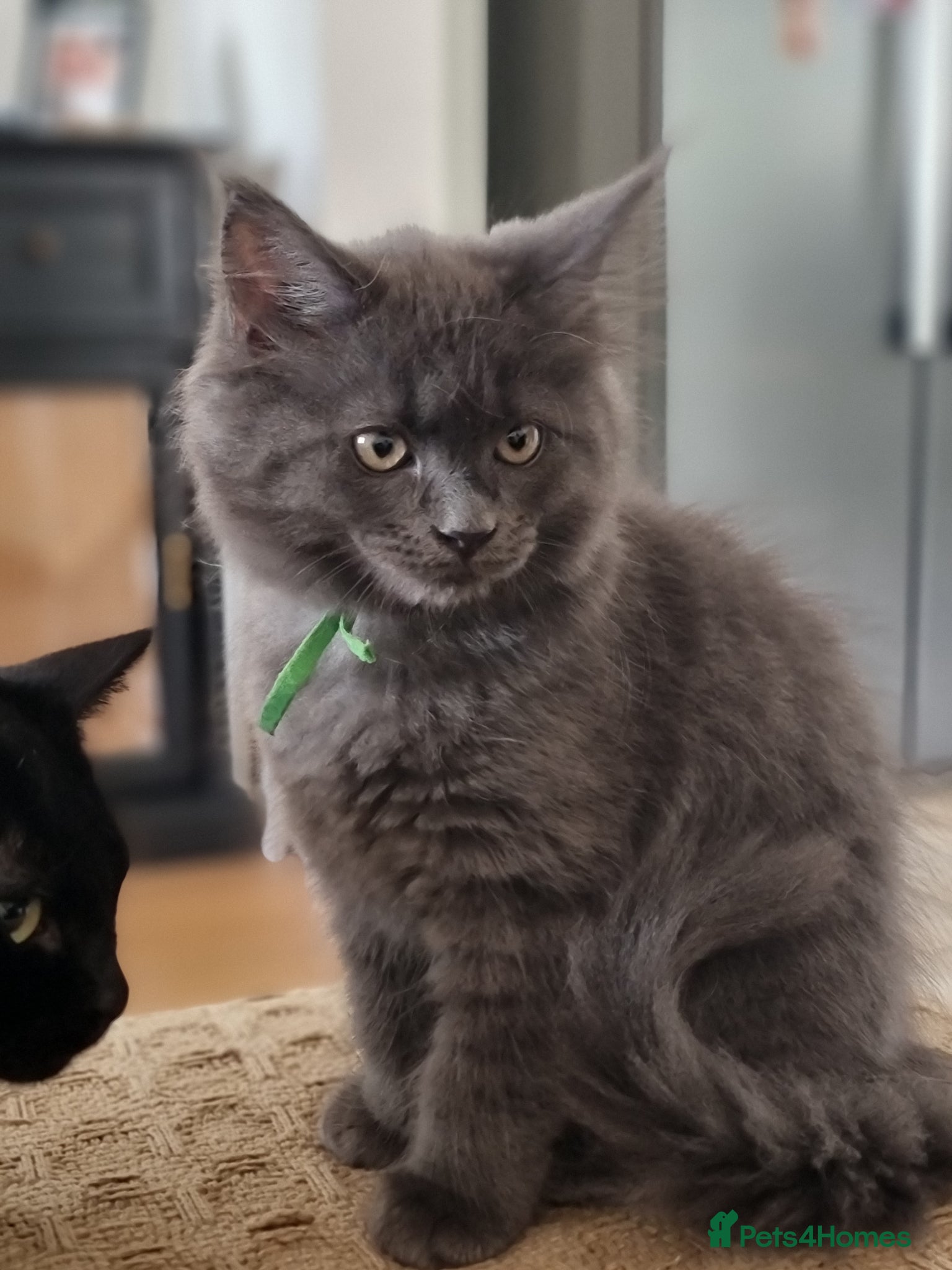 Maine Coon cats Last GIRL - Maine Coon X Ragdoll Kittens - Advert 14