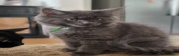 Maine Coon cats for sale: 📢Last GIRL - Maine CoonXRagdoll Kittens - Advert 1