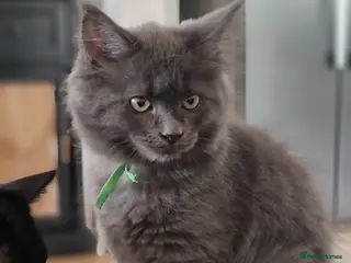 Maine Coon cats Last GIRL - Maine Coon X Ragdoll Kittens - Advert 14