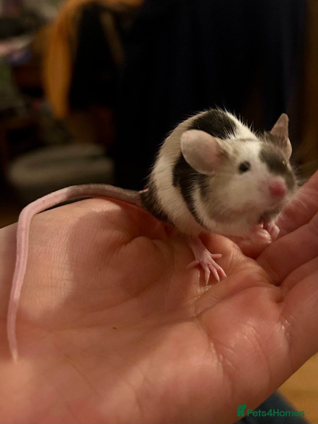 Mouse rodents for sale: Beautiful Mouse Needs a Home - Advert 3