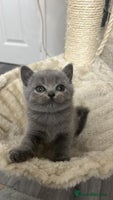 British Shorthair cats - Advert 8