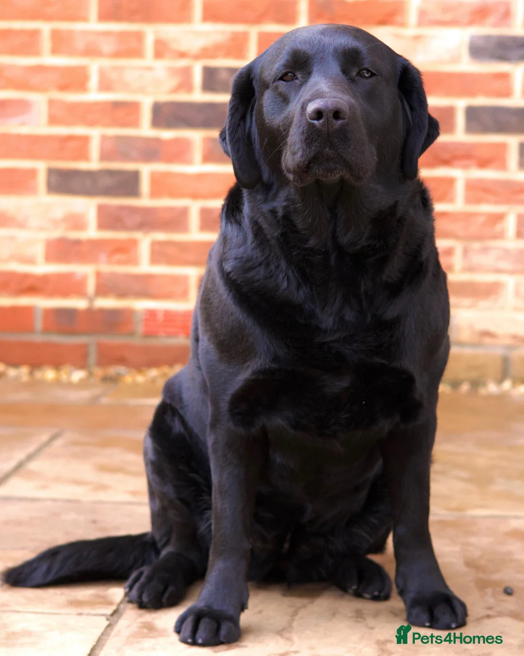 Labrador Retriever dogs for sale: Show black female labrador  - Advert 1