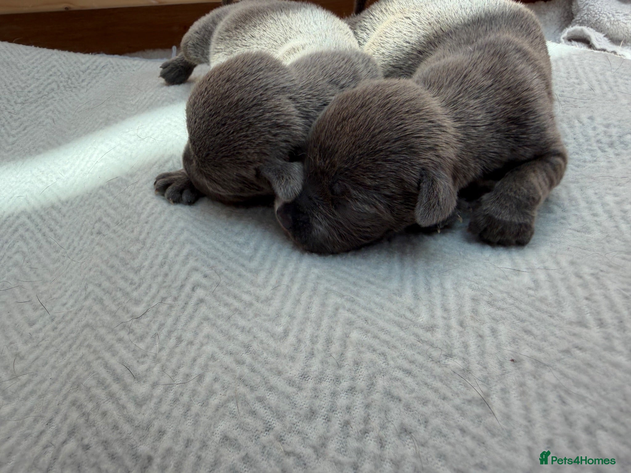 Staffordshire Bull Terrier dogs for sale: Stunning blue staff pups £2500 💕💙 - Advert 1