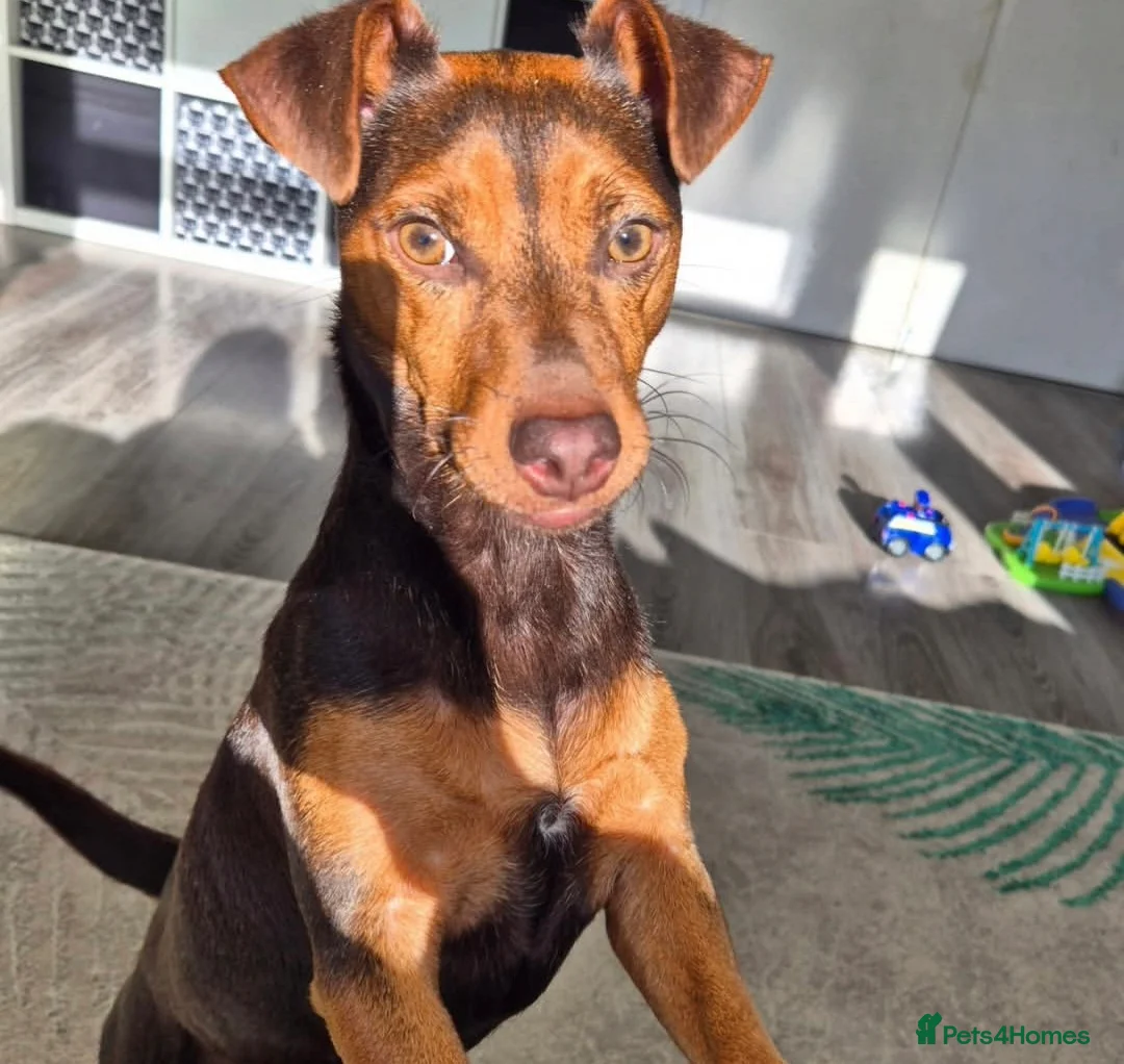 Jack Russell dogs for sale: Jack Russell  - Advert 2