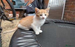 Mixed Breed cats for sale: Kittens for sale  - Image 6