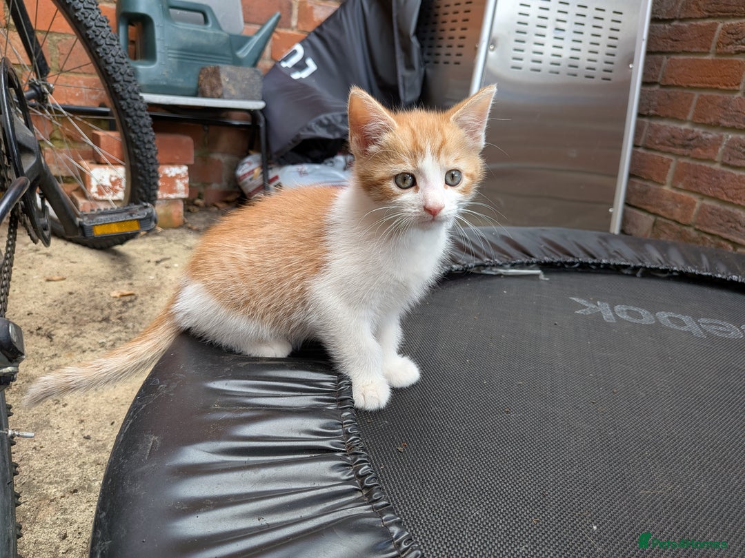 Mixed Breed cats for sale: Kittens for sale  - Image 6