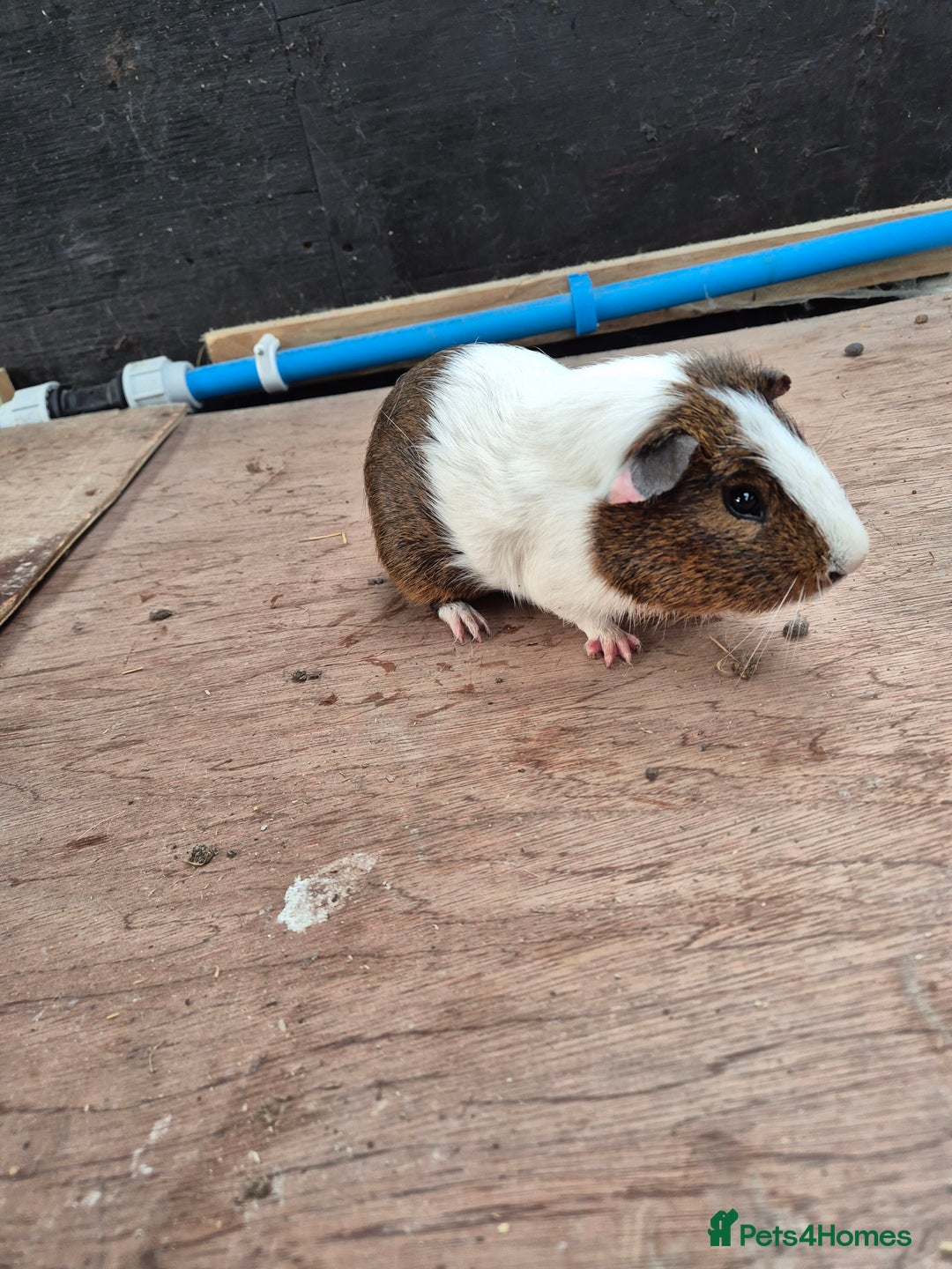 Guinea Pig rodents for sale: Guinea Piggies looking for new homes - Advert 4