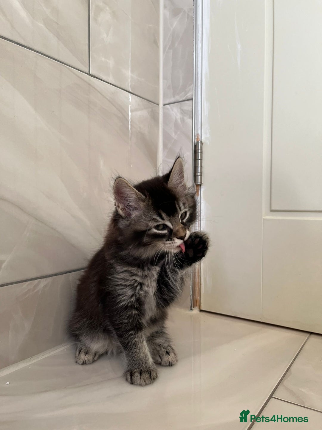 Abyssinian cats for sale: 6 Abyssinian & Tabby Kittens Available - Advert 7