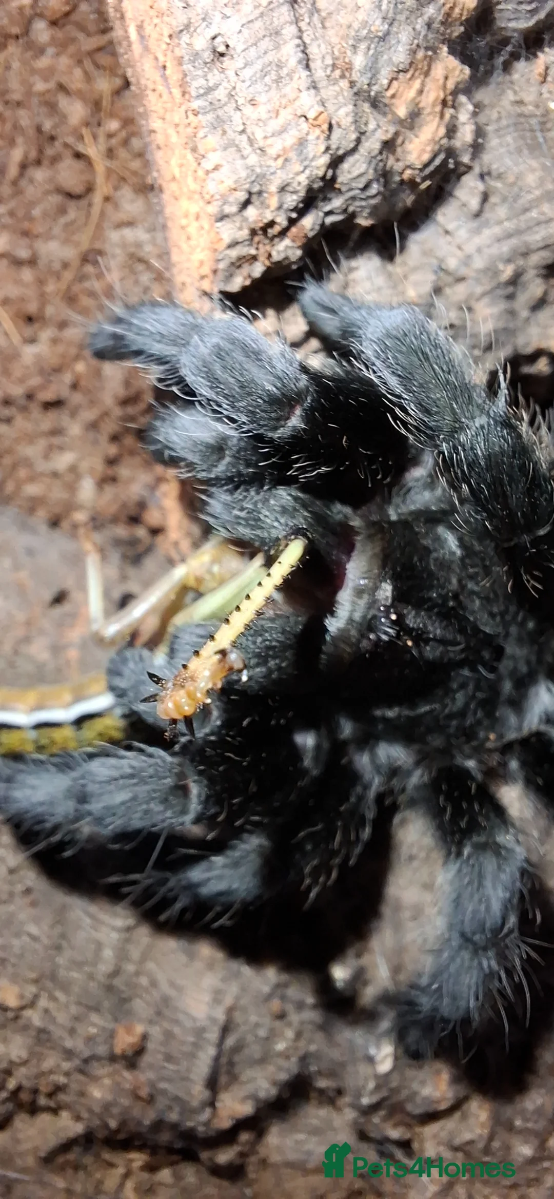 Tarantulas invertebrates for sale: Tarantula Grammostola pulchra Brazilian black - Advert 5