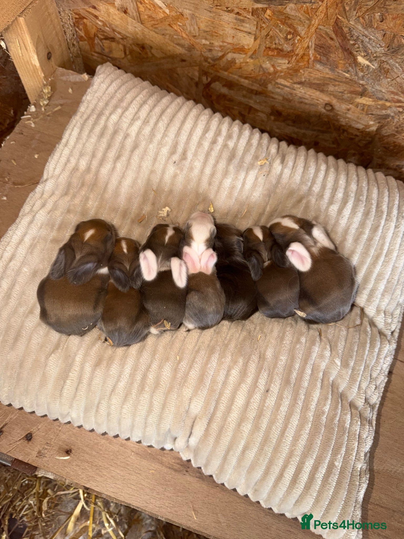 Angora rabbits Mini lop & French lop babies available 🐰🤍✨ - Advert 8